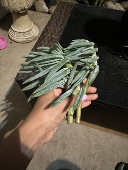 2 Blue Senecio Cuttings