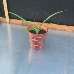 Small Spider Plant In Planter