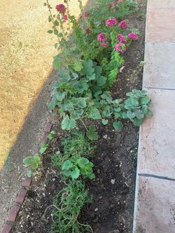Moss Rose & Hollyhocks Plants