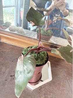 Pink princess philodendron very RARE she’s thriving and has new growth
