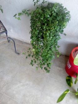 Plant