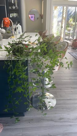 Potted Houseplants