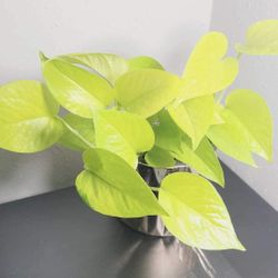 Neon Pothos Plant Cuttings (4) – Healthy, UnRooted, Ready to Grow! Perfect for Propagation or New Plants