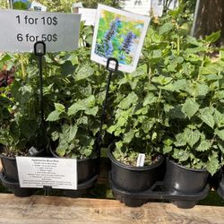 Agastache Blue Boa 