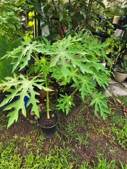 Plants for sale