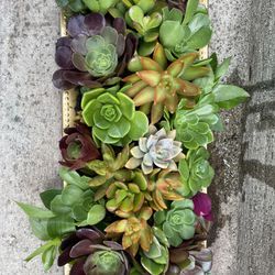 Pretty Succulent Arrangement 