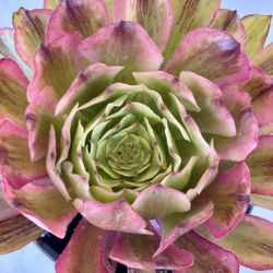 Aeonium Cherry Blossom 🌸 