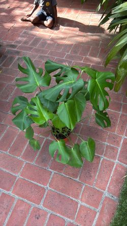 Monstera Deliciosa tropical plant 6” pot