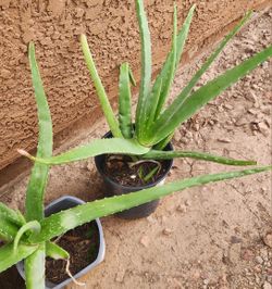 Aloe Vera Planta
