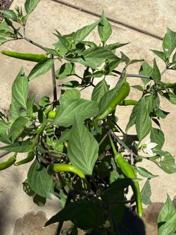Spicy 🌶️ Chili Peppers Plant 5 Gallon