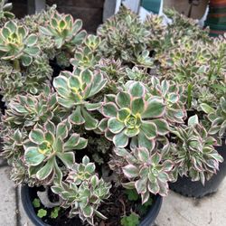 Crested Aeonium Sunburst 