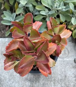 Tugela Kalanchoe