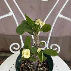 Corona De Cristo