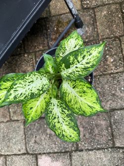 Dieffenbachia Amy