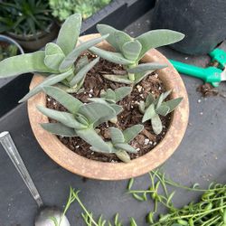 Suculenta Aleta De Tiburon