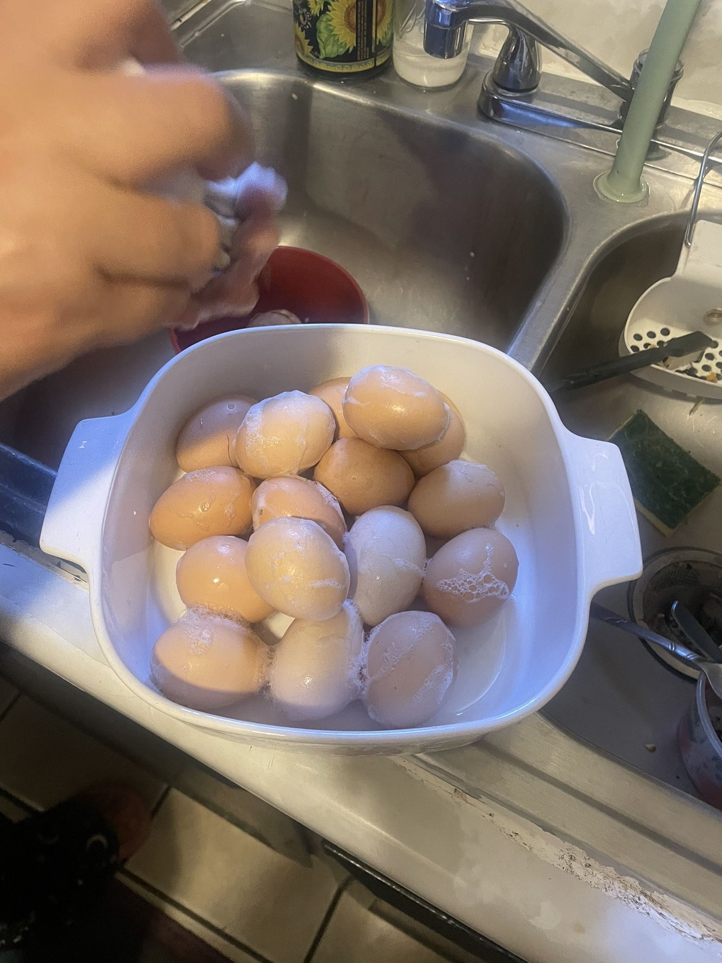 Fresh Organic Eggs