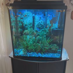 Fish tank aquarium