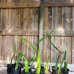 $8 each ready to plant. 