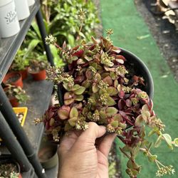 Calico kitten, a species of Crassula