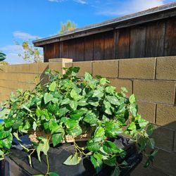 Artificial elongated plant in basket