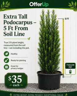 Huge Podocarpus  5 feet tall!!!   Instant privacy hedge