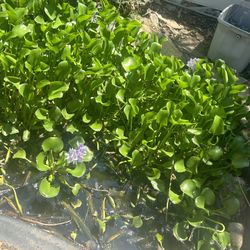 Water Hyacinth Plants 🪻