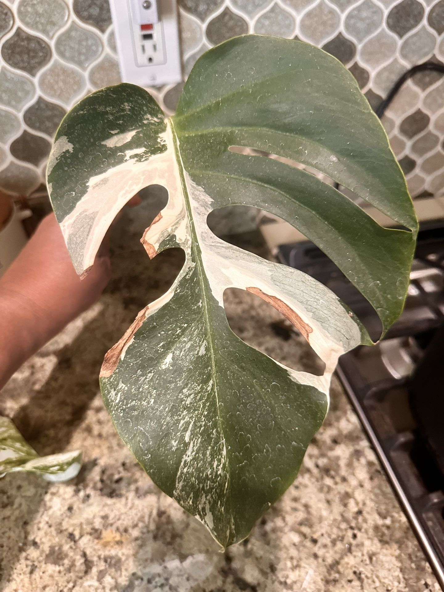 Monstera Albo Cutting #3