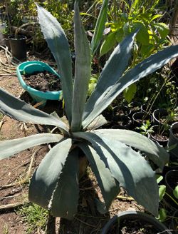 Agave plant