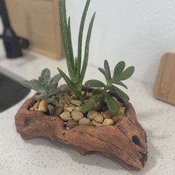 Succulent Arrangement 