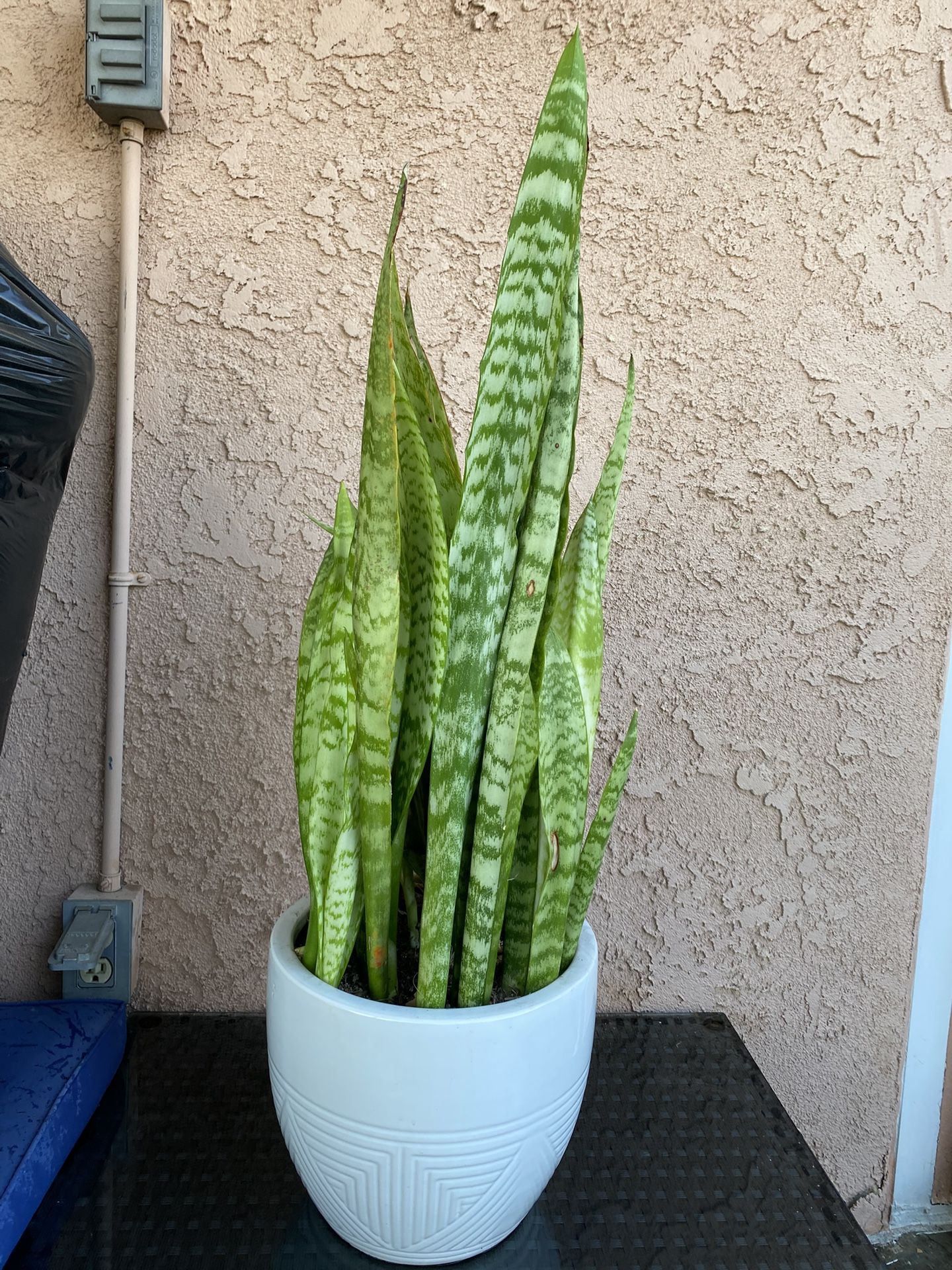 Smoke Plant