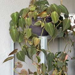 Philodendron Micans