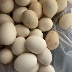 Natural Chicken Eggs