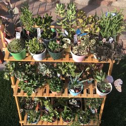 A Variety Of Succulent Plants In 4" Plastic Pots 