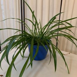 Spider Plant