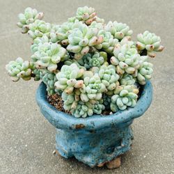 Succulents plants （xGraptophytum 'Supreme'）