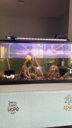 50 gallons breed tank