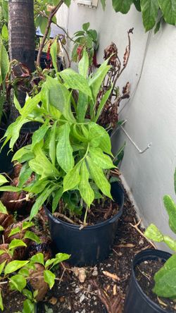 Plantas