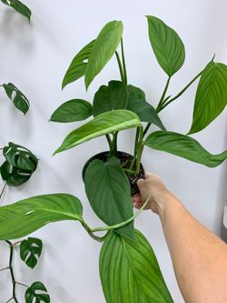 Rare Aroid  Monstera Lechleriana Plant/ House Plant/ Indoor Plant Flower Patio Garden