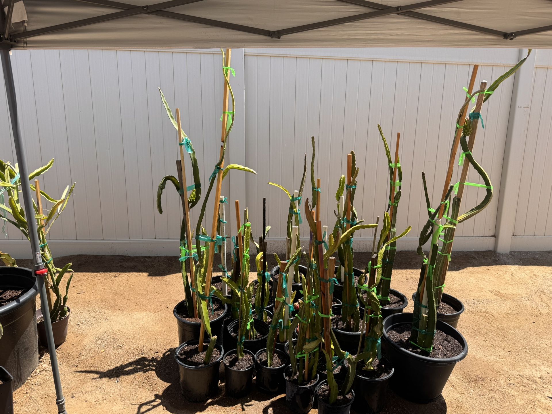 *DRAGON FRUIT TRIMMING IN POTS*