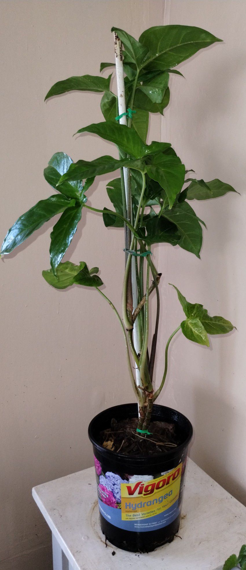 Arrowhead Vine Plant 