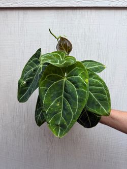 6” anthurium Crystallinum x magnificum jakarta