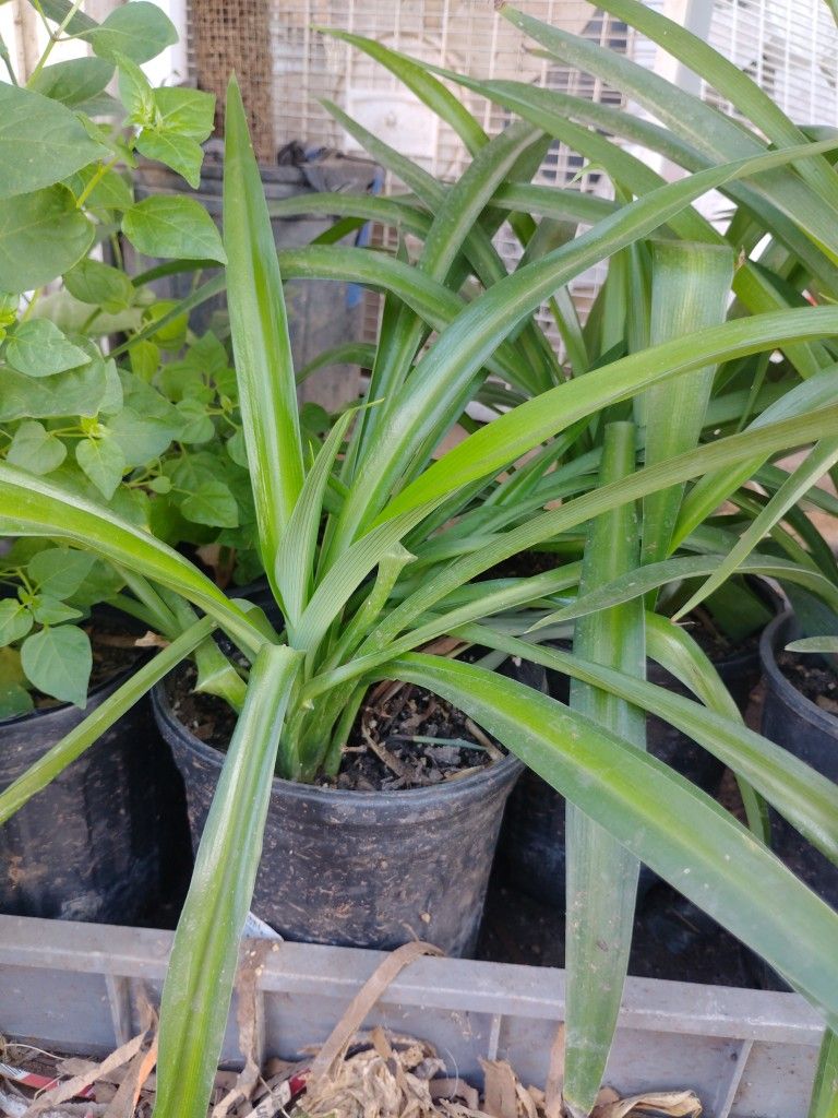 Spider Plant In A Gallon Pot