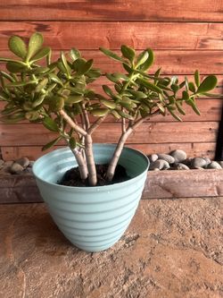 Jade Plant