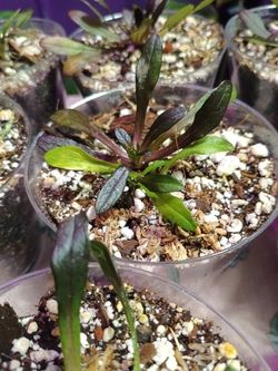 Chocolate Ground Cover Starter Plants 
