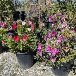 Plants For Sale / Plantas En Venta 