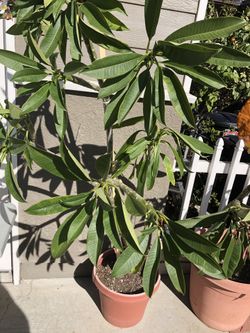 Plumeria plants