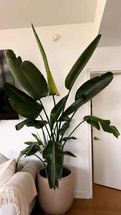 Giant XL Bird of Paradise (Strelitzia Nicolai) + Large Premium Planter