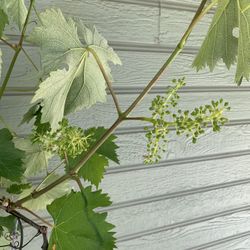 SF2- Kyoho Grapes Tree