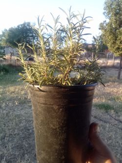 2 Lush Potted Rosemary Plants — 
Only $10 for BOTH! 🌿
2 Plantas de Romero Exuberantes en Maceta $10