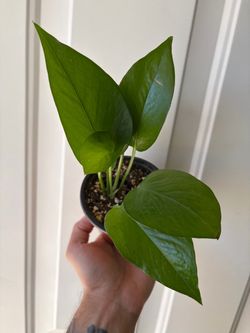 Golden Pothos